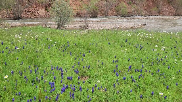 Spring-fed stream and meadows along Gemin Creek near Geminbeli Pass, a transition zone between the Black Sea and Central Anatolia, supporting diverse riparian trees and colorful wildflower-rich grassl