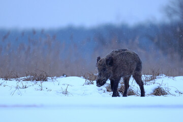 Dzik euroazjatycki, dzik, (Sus scrofa) © Bartosz Rakoczy