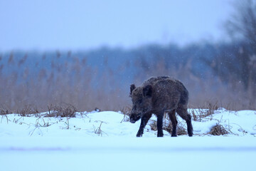 Dzik euroazjatycki, dzik, (Sus scrofa) © Bartosz Rakoczy