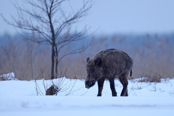 Dzik euroazjatycki, dzik, (Sus scrofa) © Bartosz Rakoczy