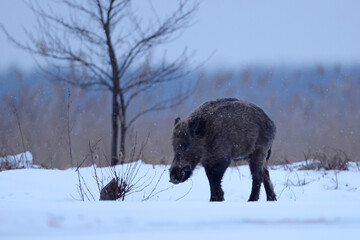 Dzik euroazjatycki, dzik, (Sus scrofa) © Bartosz Rakoczy