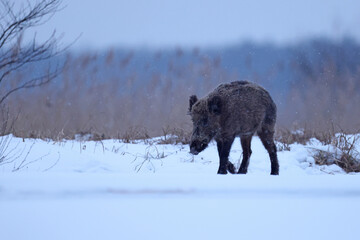 Dzik euroazjatycki, dzik, (Sus scrofa) © Bartosz Rakoczy