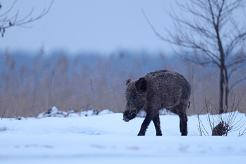 Dzik euroazjatycki, dzik, (Sus scrofa) © Bartosz Rakoczy