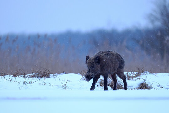Dzik euroazjatycki, dzik, (Sus scrofa)