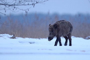 Dzik euroazjatycki, dzik, (Sus scrofa) © Bartosz Rakoczy