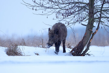 Dzik euroazjatycki, dzik, (Sus scrofa) © Bartosz Rakoczy