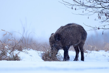 Dzik euroazjatycki, dzik, (Sus scrofa) © Bartosz Rakoczy