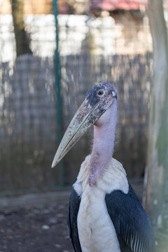 Side profile portrait of a marabou stork standing in a dirt enclosure. Features the large bill and bare neck against blurred fencing
