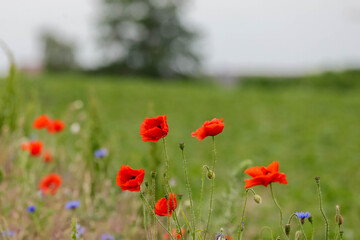 Obraz premium red poppy flowers