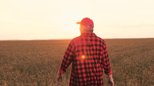 Man farmer walking at sunset dry wheat field relaxing outdoor back view. Male agricultural worker in red cap going surrounded by farming cultivated cereal plant meadow sunrise sky horizon