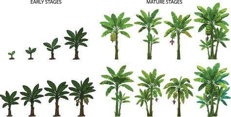Banana Plant Growth Stages Collection Showing Early Development, Mature Trees, Flowering, and Fruiting Lifecycle for Agriculture and Botanical Education © Minara