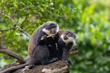 Fototapeta premium Two black langurs interacting on tree branch in zoo habitat