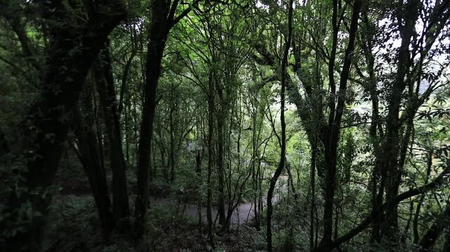 A nature-themed video background from a high mountaintop, offering panoramic views of the surrounding landscape, mist, trees, sunset, and cool, refreshing air during an adventurous travel experience.