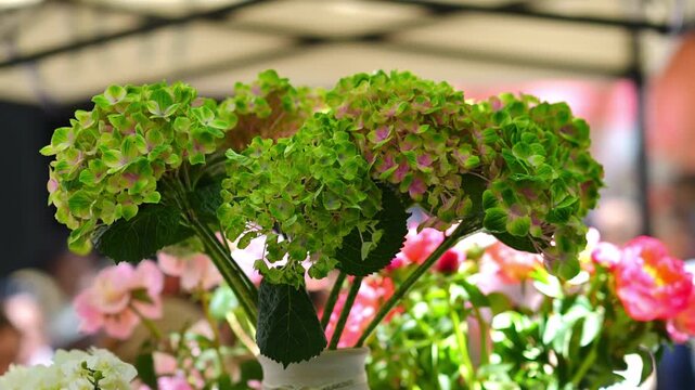 Close up of a lush green hydrangea bouquet in a vase. Beautiful fresh flowers are for sale at a sunny outdoor farmer's market stand