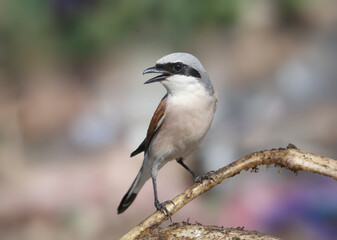 Fototapeta premium An extreme close-up of an adult male Red-backed Shrike (Lanius collurio) perched on a dry root branch with an open beak, calling out against a soft background (isolated background style).