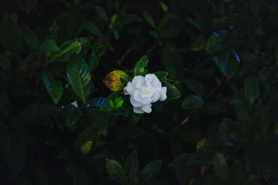 Single white gardenia flower blooming among dark green leaves in soft evening light.
