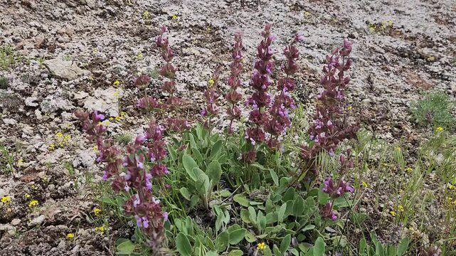 Salvia multicaulis (K&uuml;rt reyhanı), a drought-tolerant perennial sage with purple flowers and grey-green hairy leaves, growing on rocky gypsum soils around T&ouml;d&uuml;rge Lake in Sivas, Turkey.