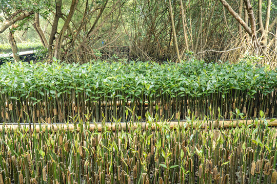 Rows of young mangrove seedlings and propagules growing in a coastal nursery, highlighting tropical wetland restoration and conservation efforts.