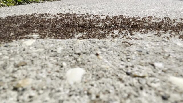 hundreds of pavement ants on the sidewalk