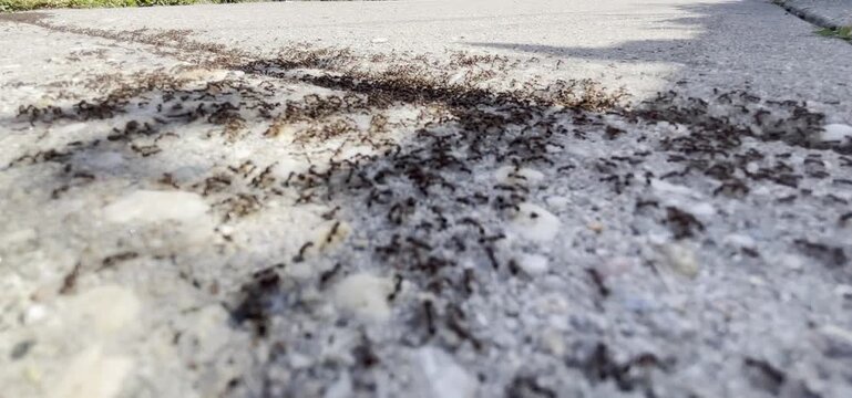 hundreds of pavement ants fighting over territory 