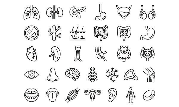 Set of human organs and body parts icons, vector illustration isolated on white background