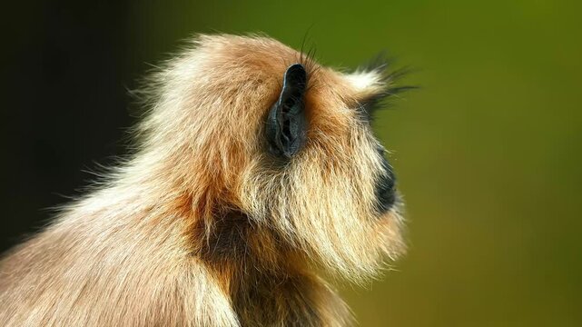 Close up of a golden-haired primate from behind showing thick fur