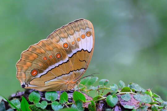butterfly that has many red spots on its beautiful wings, Siamese Junglequeen