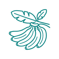 Bunch of green bananas with leaves. © istanto