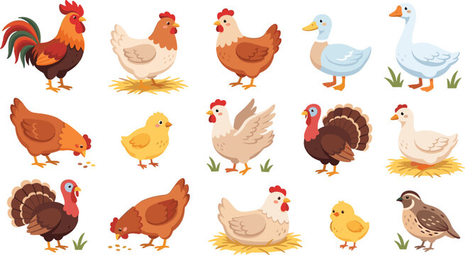 Farm Poultry Vector Character Set Featuring Roosters Chickens Ducks Turkeys and Cute Little Chicks for Agricultural and Countryside Design Elements
