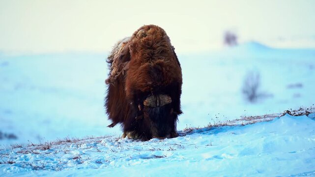 Musk ox standing in a snowy arctic winter landscape
