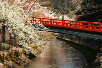 The traditional red bridge leading to Honkoku-ji temple over the historical Lake Biwa Canal, framed by blooming sakura in spring. © Keisergala