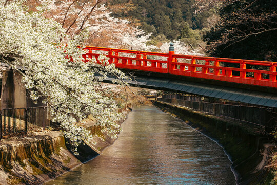The traditional red bridge leading to Honkoku-ji temple over the historical Lake Biwa Canal, framed by blooming sakura in spring.