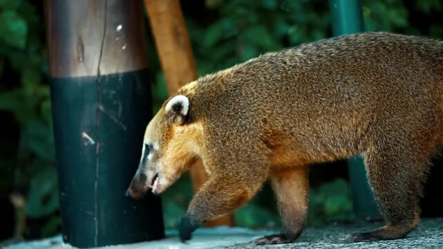 South American coati walking and sniffing the ground for food