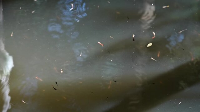 guppy fish swimming on natural well water surface

