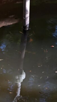 vertical video of guppy fish swimming in well water