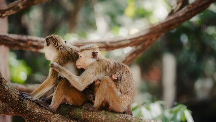 Fototapeta premium monkey family