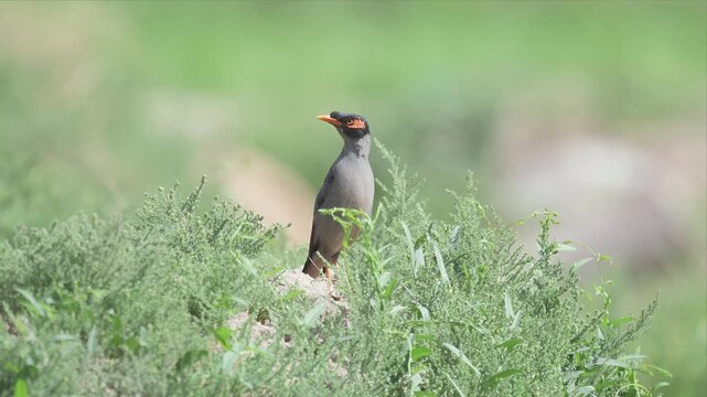 Close up video of Bank Myna bird with orange beak perches calmly on green grass. Its bright eyes face forward, alert and still. Soft focus background highlights nature's quiet stillness