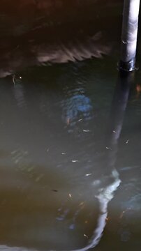 vertical video of guppy fish swimming in well water
