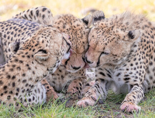 Fototapeta premium Cheetah Clean up
