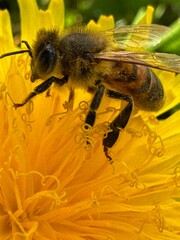 bee on yellow flower © Agnes