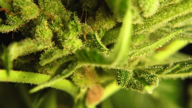 Macro pan shot of feminine Cannabis plant Trichomes on Flowers Buds on Black Background