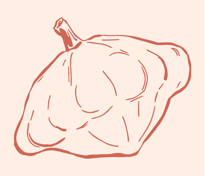 hand drawn line art illustration of a pattypan squash featuring loose, expressive brush strokes. whimsical botanical doodl perfect for organic food branding, caf&eacute; menus, cozy kitchen themed design.