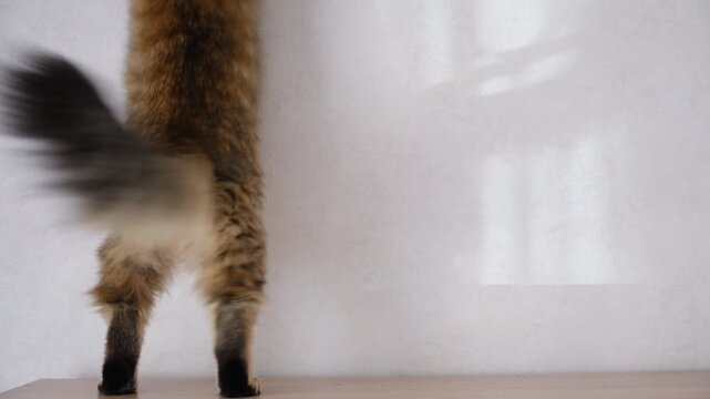 Cute kitten jumping on the wall catching sunbeams, pure playful energy!  Mischief, fun, and lots of cuteness. Beloved pets