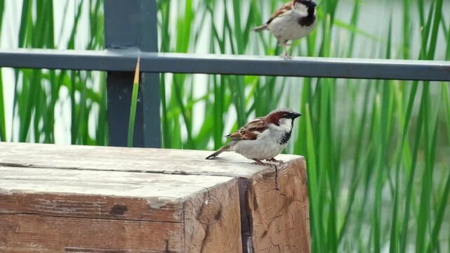 two sparrows are standing on a wooden bench in the park