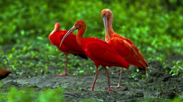 Group of vibrant red scarlet ibis birds standing in nature