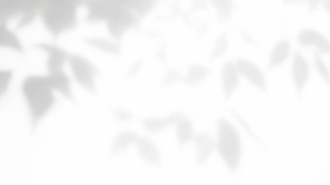 Transparent png of white leaves shadow overlay on transparent background with soft light effect for modern minimalist design projects natural decoration and interior mockup template window wall room
