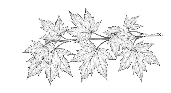 Detailed vintage style engraving of a maple tree branch with several lobed leaves showing intricate vein patterns and textures.