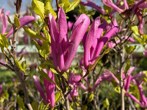 Close up of vibrant pink lily magnolia (Magnolia liliiflora) flowers blooming on a branch with fresh green leaves. Elegant mulan magnolia shrub asset for spring nature and garden backgrounds.