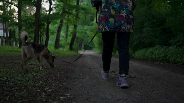 A woman walking her dog on a leash along a quiet suburban path with lush green trees and nature
