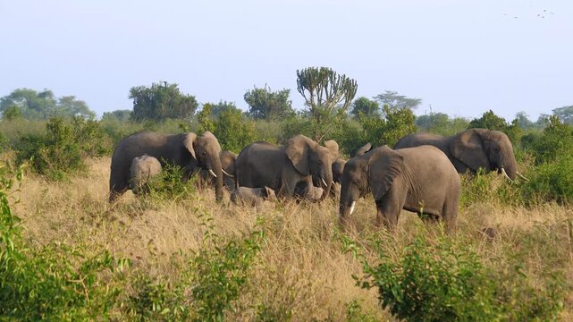 Family wild african elephants grazing in tall yellow grass of savannah during sunset light. Elephants showcasing their natural behavior in lush green landscape. Safari in national park